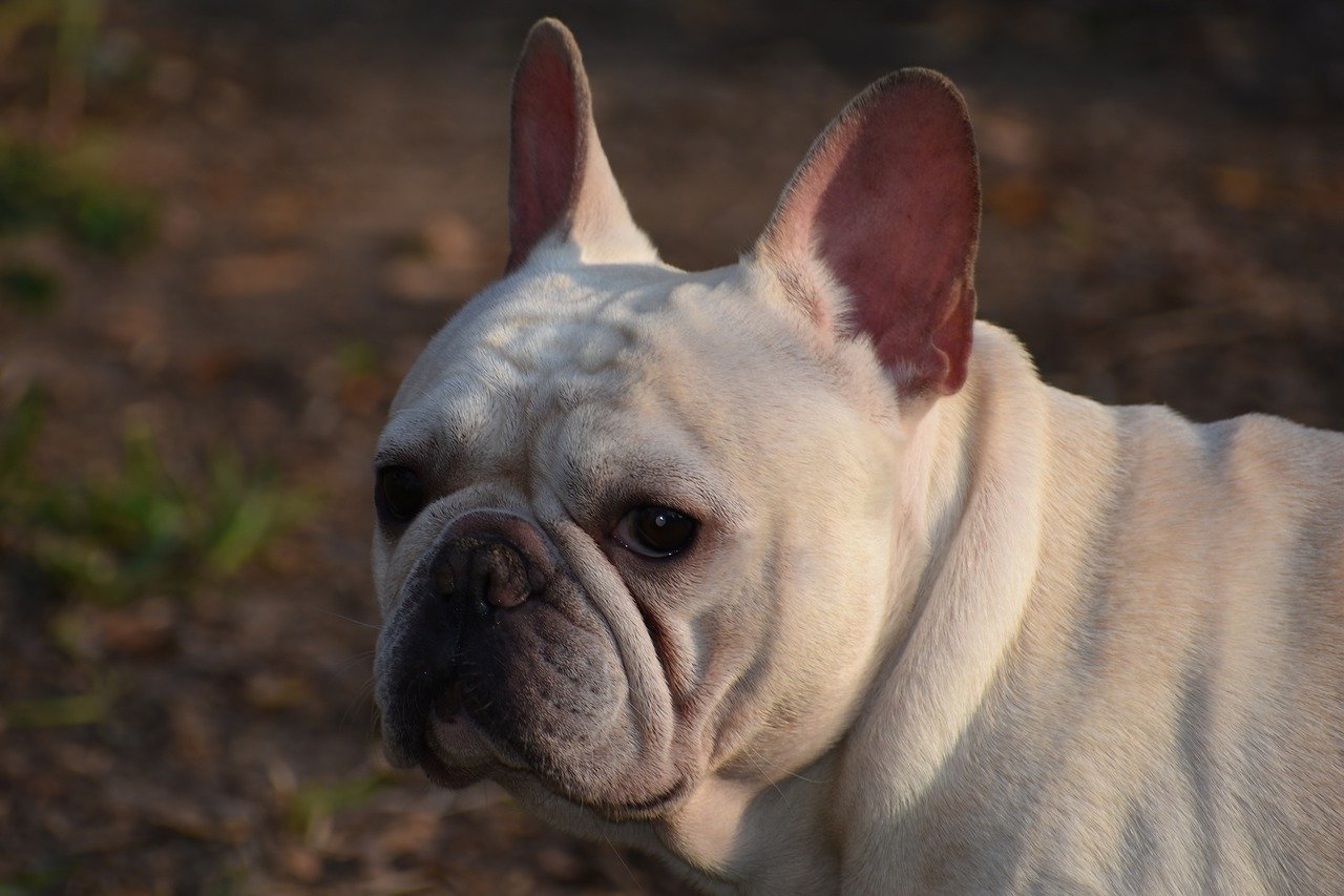 Understanding the Characteristics of the French Spaniel